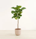 Albero di fico a foglia di violino