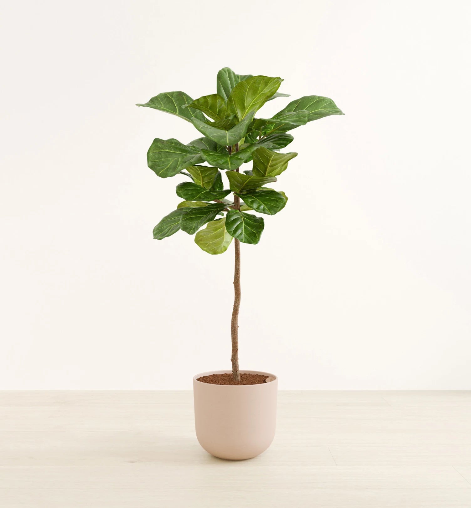 Albero di fico a foglia di violino