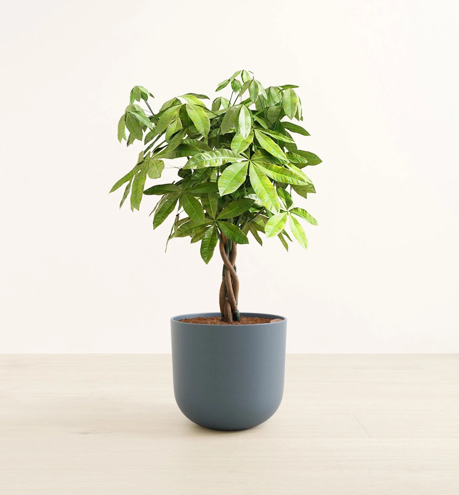 Albero dei soldi 