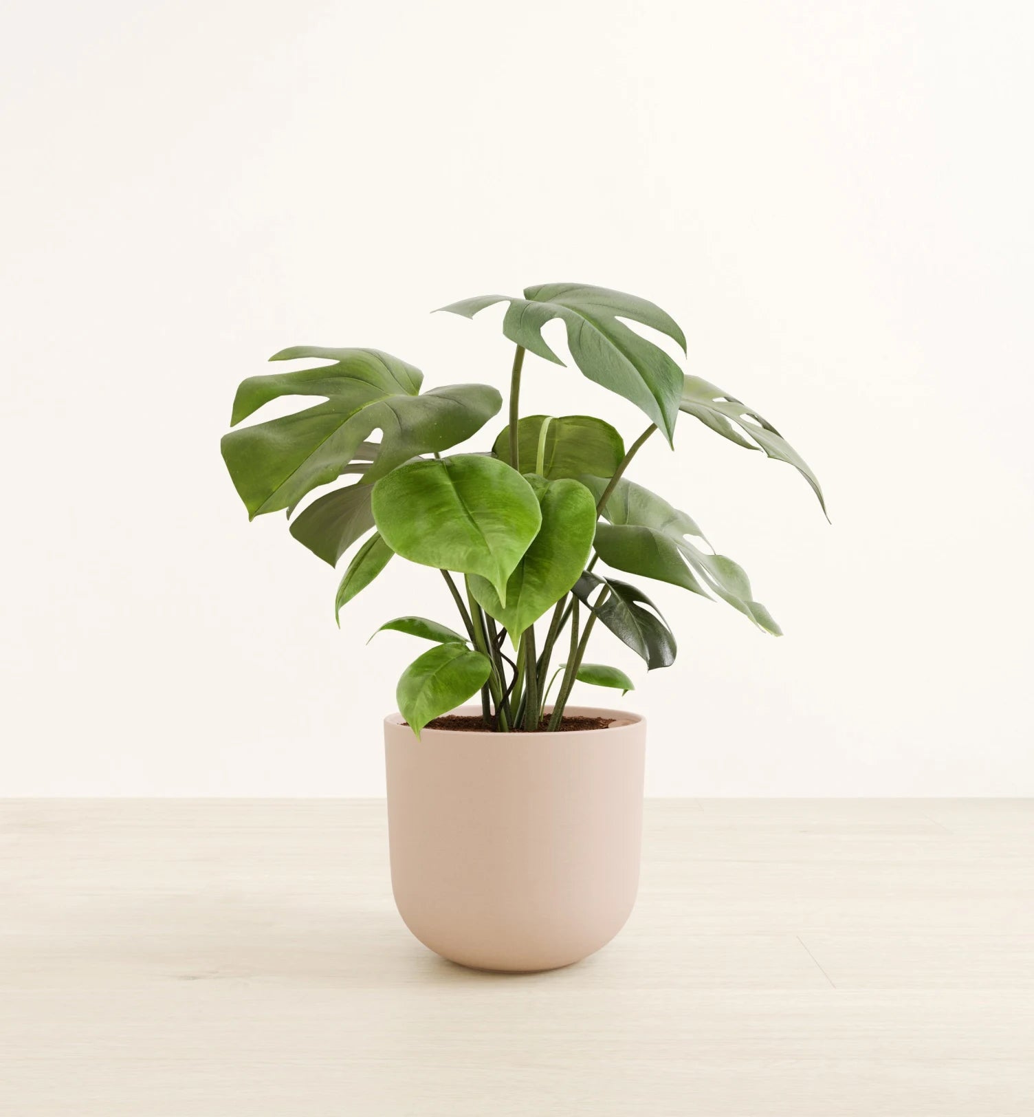 Monstera Deliciosa 